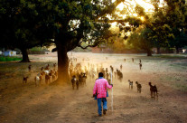 Pictures of India & 6 Tips to Become a Better Photographer