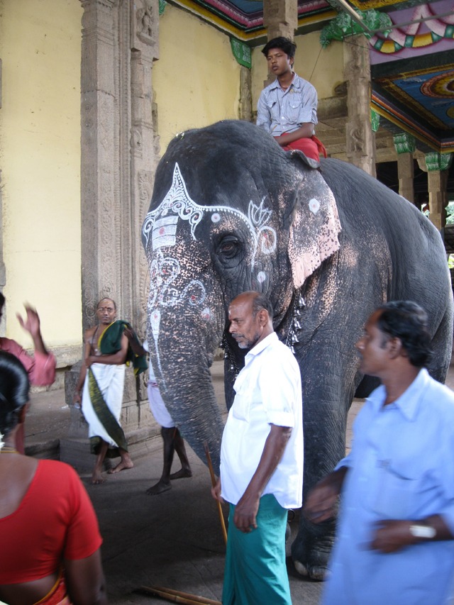 Elephant at the Meenakshi temple Elephant at the Meenakshi temple