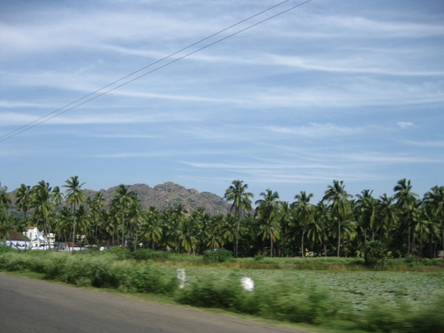 Palm trees Palm-trees-south-india