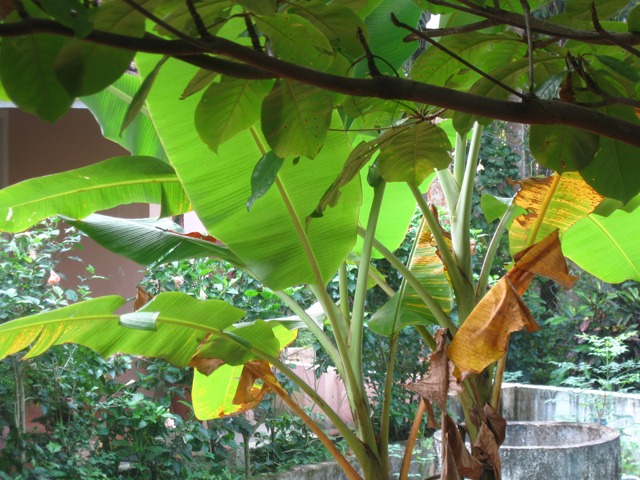 Kerala greenery Kerala greenery