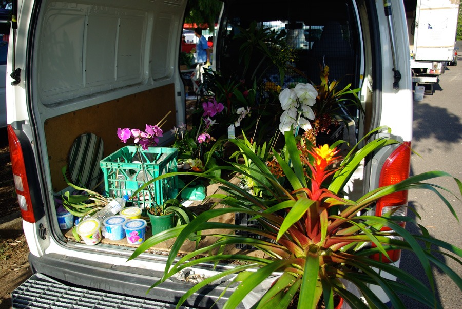 orchids-and-plants-for-sale orchids-and-plants-for-sale