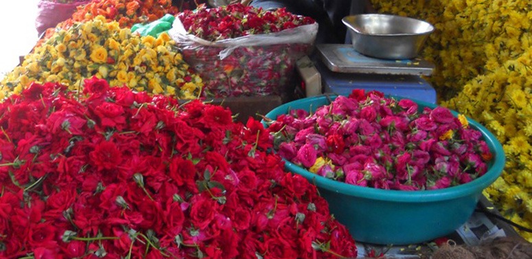 roses-india