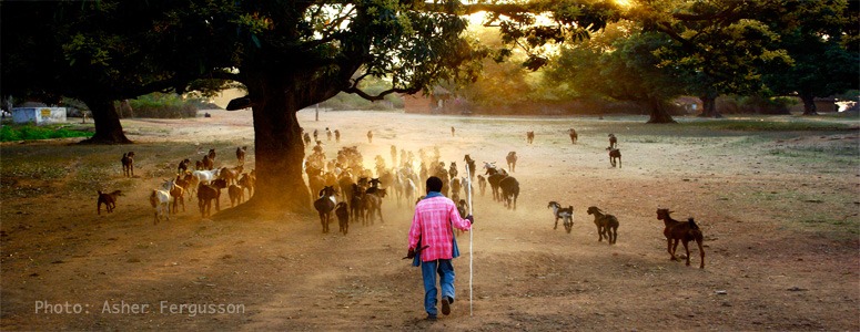 indian-man-with-goats