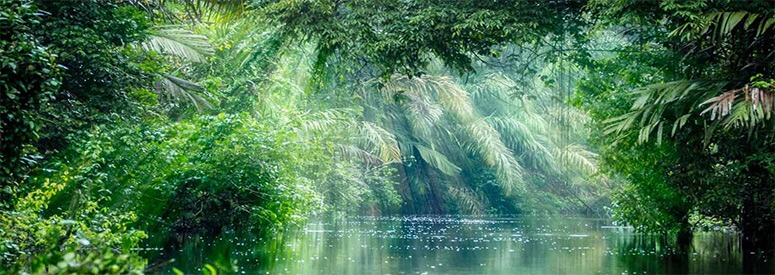 costa-rica-rainforest