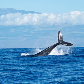 whale's tail flying out of ocean