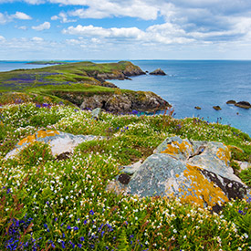 ireland wildflowers