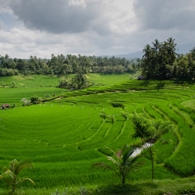 Rice-Bali