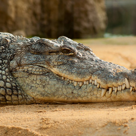 Australia-crocodile