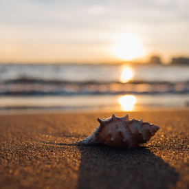 seashell souvenir
