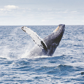 New-Zealand-Humpback-Whale