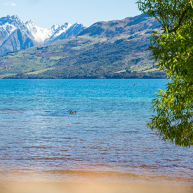 New-Zealand-Swan