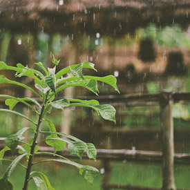 Bali-Tropical-Rain