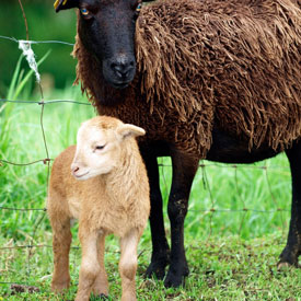 Lamb scotland