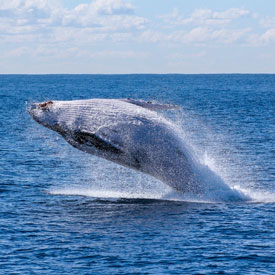 Alaska-whale-watching