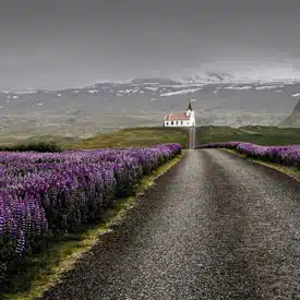 Iceland Spring Flowers