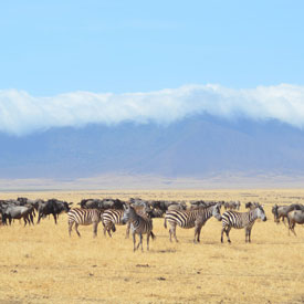 tanzania