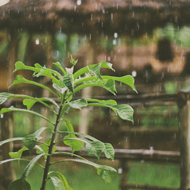 Rain-Tanzania