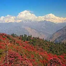 Nepal-Rhododendrons