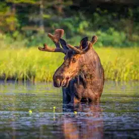 moose in canada