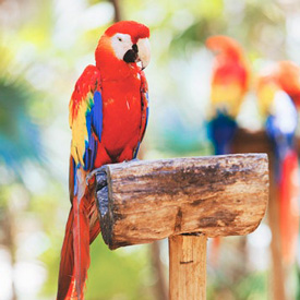 Playa del carmen macaw