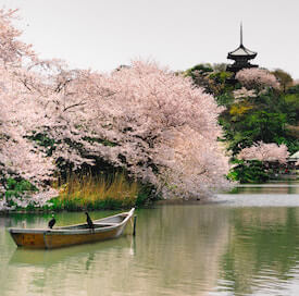 Japan cherry blossom