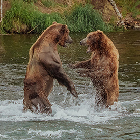 bears playing in alaskan river