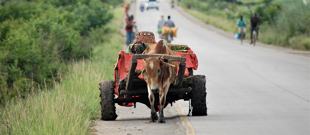 bullock pulling a cart in tanzania africa