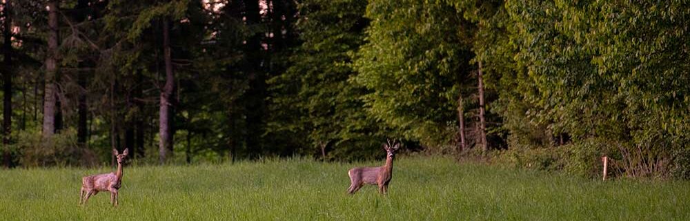 Deer panorama