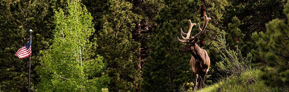 elk hunt