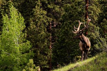 elk pack list