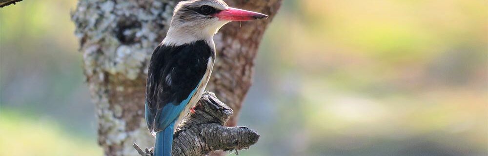 27 Best Gifts For Bird Lovers – Memorable & Unique Ideas (2022)