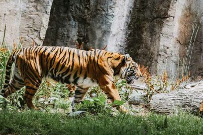 23 Top Zoo Packing List Items for 2023 + What to Wear & NOT to Bring