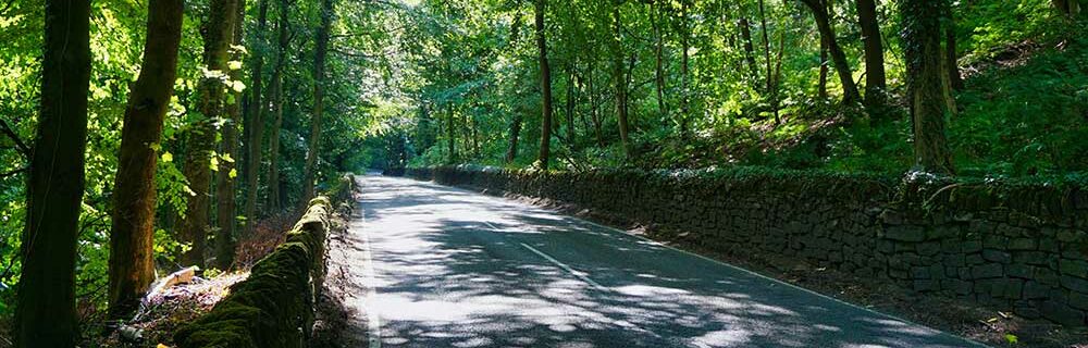 road trip with trees