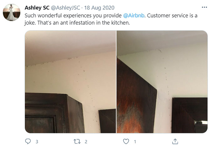 Airbnb Bugs, Bug Bites