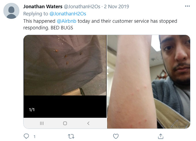 Airbnb Bugs, Bug Bites