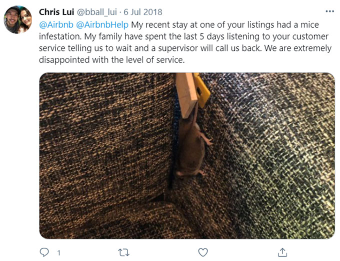 Airbnb Rats, Rodents