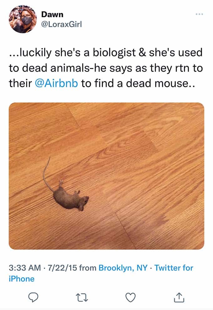 bug infestation at airbnb