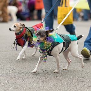 2-dogs-at the pet parade in St louis