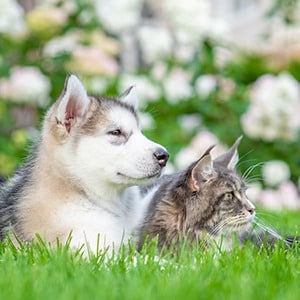 Cat and dog in grass