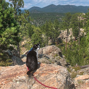 Adventurous cat enjoying the view of the Black Hills