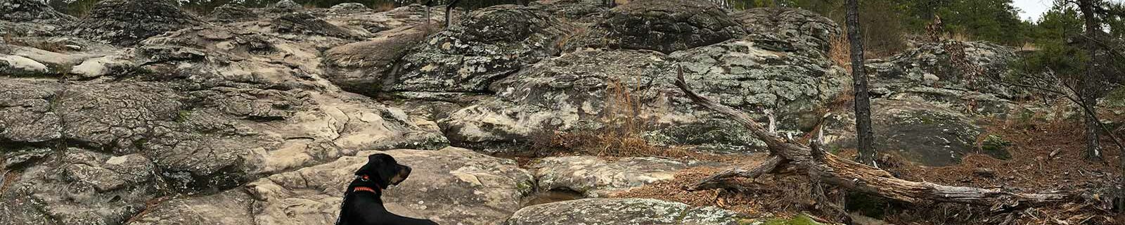 Dog-climbing in Arkansas mountains
