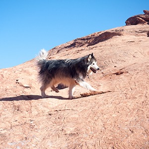 Malamute dog running across red rocks in Utah