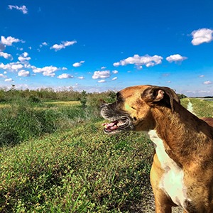 Dog enjoying a day exploring swamps