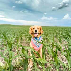 Dog in corn field of Iowa
