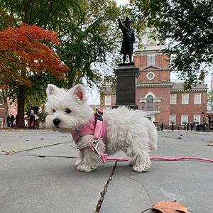 Dog in Philadelphia