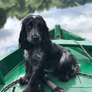 Dog on boat in alaska