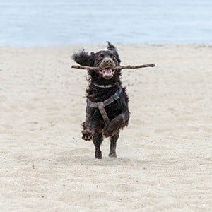 Dog playing fetch on jersey shore