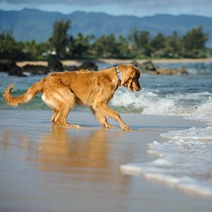 Dog playing in the waves