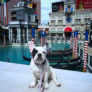 French bulldog visiting the Venetian in Vegas