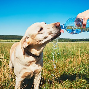 Labrador Retriever making sure to stay hydrated outdoors